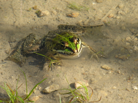 Classificazione di una rana - Pelophylax sp. (Sicilia)